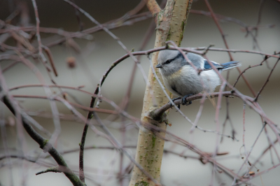 <i class='fa fa-user'></i> Wil Doorn-Meijne |   Azuurmees  <i class='fa fa-eye'> 502</i>  <i class='fa fa-thumbs-up'> 1</i>   <i class='fa fa-comment-o'> 10</i>