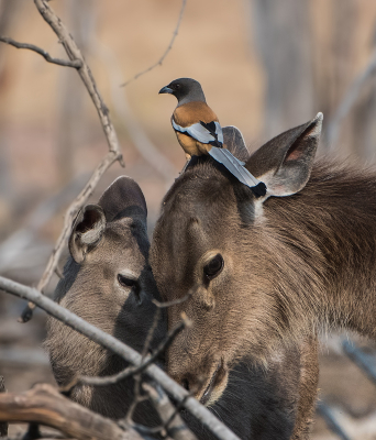 <i class='fa fa-user'></i> martin lok |   Rosse Boomekster  <i class='fa fa-eye'> 346</i>  <i class='fa fa-thumbs-up'> 7</i>   <i class='fa fa-comment-o'> 10</i>