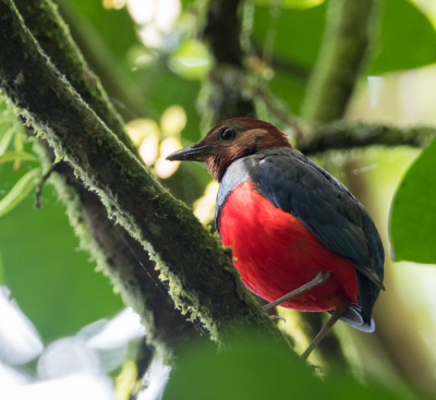 <i class='fa fa-user'></i> Arie G |   Sulawesipitta  <i class='fa fa-eye'> 228</i>   <i class='fa fa-comment-o'> 3</i>