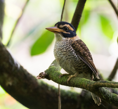 Vrouwtje, vrij schaarse vogel maar we hadden geluk, zowel mannetje als vrouwtje gezien en gefotografeerd.