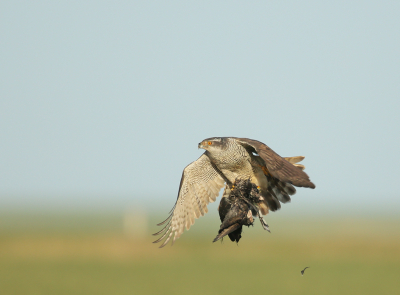 Ben je op de fiets in de polder zonder fototoestel bij je , slaat er ineens een havik op een meerkoet. Ondanks een langsrijdende brommer bleef deze gewoon doorgaan met het verorberen van de prooi. Toch maar snel naar huis gefietst om de lens op te halen. Vogel was nog aanwezig en alhoewel alert kon ik toch nog wat vluchtfoto's maken. Gekozen om nog iets van de polder in beeld te laten.