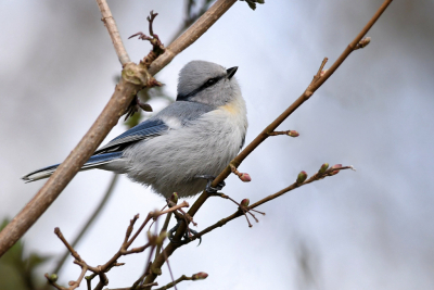 <i class='fa fa-user'></i> Nol Baarschers |   Azuurmees  <i class='fa fa-eye'> 633</i>  <i class='fa fa-thumbs-up'> 5</i>   <i class='fa fa-comment-o'> 9</i>