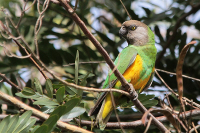 Net terug van 2 weekjes relaxen (vooral), maar ook wat foto's trekken in Gambia. n voor mij alvast op de eerste dag een primeur : na 10 jaar vogels fotograferen mijn eerste papegaaiachtige voor de lens ! Ik ben verrukt met mijn bonte boertje, ik deel hem alvast met jullie !