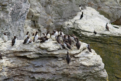 Tijdens mijn vakantie op Gotland kreeg ik de kans om n namiddag naar Stora Karls te gaan, een onbewoond rotseilandje in de Oostzee. Daar broeden enkele duizenden koppels zeekoet en alk. Hoewel ik ook veel detailfoto's heb, vind ik dat deze foto, met zicht op de rotsen, het best de sfeer van het eiland weergeeft.