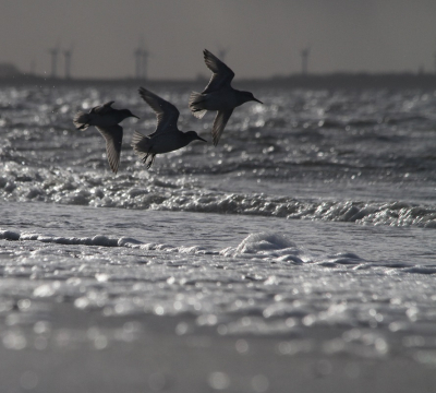 Een stormachtige dag;de molens op de achtergrond maakten overuren.De vogels moesten opvliegen ,want ja ,ook op het strandje van Harlingen mogen de honden los.
De vogels leken er zelfs wat aan gewend ,ze gingen even verdrop gewoon verder met foerageren.
Opwarmertje voor de MO