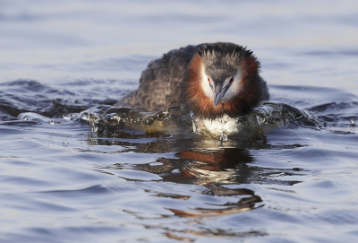 <i class='fa fa-user'></i> Ben Reitsma |   Fuut  <i class='fa fa-eye'> 304</i>  <i class='fa fa-thumbs-up'> 1</i>   <i class='fa fa-comment-o'> 1</i>