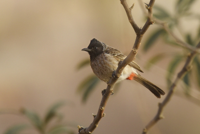 <i class='fa fa-user'></i> Gerard Visser |   Roodbuikbuulbuul  <i class='fa fa-eye'> 223</i>  <i class='fa fa-thumbs-up'> 5</i>   <i class='fa fa-comment-o'> 17</i>