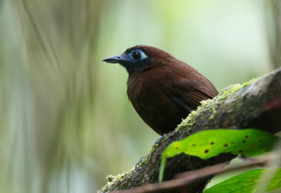 <i class='fa fa-user'></i> charlysax |   Zeledons Miervogel  <i class='fa fa-eye'> 161</i>  <i class='fa fa-thumbs-up'> 1</i>   <i class='fa fa-comment-o'> 6</i>