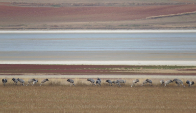 <i class='fa fa-user'></i> sieb |   Kraanvogel  <i class='fa fa-eye'> 401</i>  <i class='fa fa-thumbs-up'> 19</i>   <i class='fa fa-comment-o'> 14</i>