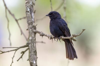 <i class='fa fa-user'></i> adriaan |   Kaapse Drongovliegenvanger  <i class='fa fa-eye'> 222</i>  <i class='fa fa-thumbs-up'> 2</i>   <i class='fa fa-comment-o'> 8</i>