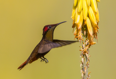 <i class='fa fa-user'></i> charlysax |   Muskietkolibrie  <i class='fa fa-eye'> 317</i>  <i class='fa fa-thumbs-up'> 25</i>   <i class='fa fa-comment-o'> 11</i>