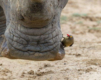 <i class='fa fa-user'></i> adriaan |   Roodsnavelossenpikker  <i class='fa fa-eye'> 254</i>  <i class='fa fa-thumbs-up'> 4</i>   <i class='fa fa-comment-o'> 4</i>