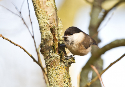 Dit was een van de twee foto's waaruit ik de MO-foto voor de 'Boomvogel' wilde kiezen. Kiezen blijft lastig. Achteraf denk ik dat deze ook prima had gepast.