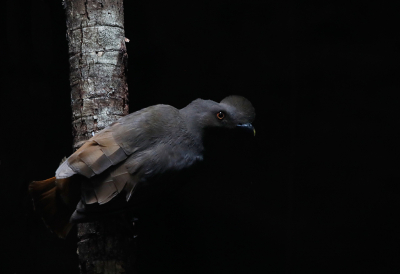 <i class='fa fa-user'></i> charlysax |   Oranje Rotshaan  <i class='fa fa-eye'> 224</i>  <i class='fa fa-thumbs-up'> 14</i>   <i class='fa fa-comment-o'> 12</i>