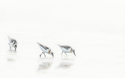 <i class='fa fa-user'></i> Loes Belovics |   Drieteenstrandloper  <i class='fa fa-eye'> 339</i>  <i class='fa fa-thumbs-up'> 19</i>   <i class='fa fa-comment-o'> 12</i>