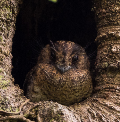 <i class='fa fa-user'></i> Arie G |   Vogelkopdwergnachtzwaluw  <i class='fa fa-eye'> 262</i>  <i class='fa fa-thumbs-up'> 4</i>   <i class='fa fa-comment-o'> 2</i>