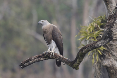 <i class='fa fa-user'></i> Gerard Visser |   Grote Rivierarend  <i class='fa fa-eye'> 437</i>  <i class='fa fa-thumbs-up'> 34</i>   <i class='fa fa-comment-o'> 24</i>