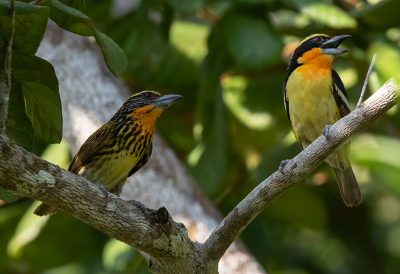 <i class='fa fa-user'></i> charlysax |   Gouden Baardvogel  <i class='fa fa-eye'> 200</i>  <i class='fa fa-thumbs-up'> 8</i>   <i class='fa fa-comment-o'> 8</i>