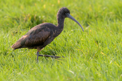 Deze Zwarte Ibis wordt de laatste tijd af en toe waargenomen in de Arkemheenpolder. Soms wordt die een paar dagen niet gezien en dan weer wel. Telkens als ik hem wilde fotograferen was ik vaak net te laat. Tot afgelopen maandag toen heb ik hem uitgebreid kunnen observeren en fotograferen. Een uurtje langs de kant van de weg gezeten en op een gegeven moment kwam die steeds dichterbij foerageren. Hier had die net even staan krabben aan z'n hoofd en zijn de veren op de kop dus opgezet.