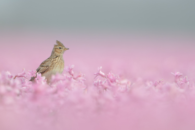 <i class='fa fa-user'></i> Hans Overduin |   Veldleeuwerik  <i class='fa fa-eye'> 902</i>  <i class='fa fa-thumbs-up'> 53</i>   <i class='fa fa-comment-o'> 31</i>