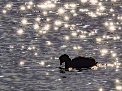 <i class='fa fa-user'></i> Truus Aletta Maan |   Meerkoet  <i class='fa fa-eye'> 202</i>  <i class='fa fa-thumbs-up'> 8</i>   <i class='fa fa-comment-o'> 13</i>