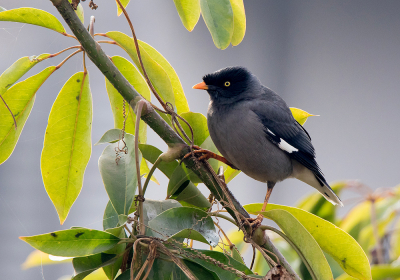 <i class='fa fa-user'></i> Frank van der Wielen |   Junglemaina  <i class='fa fa-eye'> 194</i>  <i class='fa fa-thumbs-up'> 5</i>   <i class='fa fa-comment-o'> 6</i>