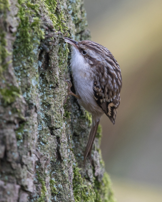 <i class='fa fa-user'></i> loek van de Leur |   Boomkruiper  <i class='fa fa-eye'> 245</i>  <i class='fa fa-thumbs-up'> 1</i>   <i class='fa fa-comment-o'> 5</i>