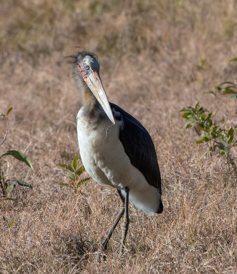 <i class='fa fa-user'></i> martin lok |   Javaanse Maraboe  <i class='fa fa-eye'> 183</i>   <i class='fa fa-comment-o'> 3</i>