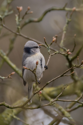 Vandaag in de buurt van Bergen dus de Auurmees maar niet genegeerd. Hij liet zich goed zien. Ik blijf maar buiten de discussie hoe het nu precies zit. Het is gewoon een hele mooie vogel.