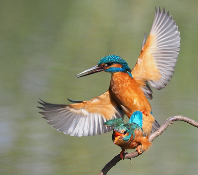 <i class='fa fa-user'></i> corvanspijk |   IJsvogel  <i class='fa fa-eye'> 604</i>  <i class='fa fa-thumbs-up'> 20</i>   <i class='fa fa-comment-o'> 13</i>