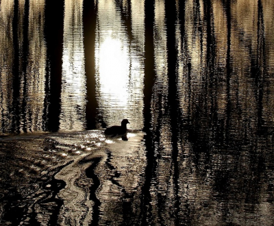 <i class='fa fa-user'></i> Fons Hoiting |   Meerkoet  <i class='fa fa-eye'> 307</i>  <i class='fa fa-thumbs-up'> 12</i>   <i class='fa fa-comment-o'> 15</i>