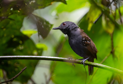 <i class='fa fa-user'></i> charlysax |   Magdalenamiervogel  <i class='fa fa-eye'> 126</i>  <i class='fa fa-thumbs-up'> 2</i>   <i class='fa fa-comment-o'> 2</i>