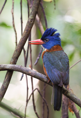 Een andere ijsvogel van Noord-Sulawesi. Deze ijsvogels eten voornamelijk kevers en andere insecten, en zitten dan ook vaak uren op een takje te wachten. Onze gids imiteerde de zang, waarna dit mannetje even moest laten zien dat hij de baas is.