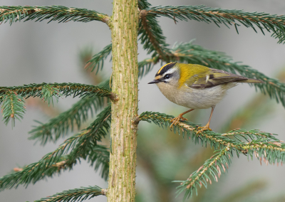 Afgelopen zondagmorgen een uurtje of 4 in het bos geweest.

Het was bewolkt, nevelig en soms ook nog wat miezerig.

Maar dan heb je gewoon een top morgen met Boomklever, Boomkruiper en als kers op de taart dit fraaie Vuurgoudhaantje.

Zeker een uur lang heb ik me beziggehouden met deze piepkleine en gave vogeltjes. Ze lijken sterk op het Goudhaantje. Alleen heeft de Vuurgoudhaan een witte oogstreep en een ander geluid.

Eerste keer voor mij dat ik hem kan vastleggen.

Panasonic Lumix DC-G9 + 100-400.

F6.3
ISO 1000
1/60.

Uit de hand genomen.