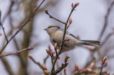 Vandaag in de buurt van Bergen dus de Auurmees maar niet genegeerd. Hij liet zich goed zien. Ik blijf maar buiten de discussie hoe het nu precies zit. Het is gewoon een hele mooie vogel.