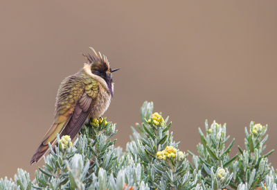 <i class='fa fa-user'></i> charlysax |   Purperbaardhelmkolibrie  <i class='fa fa-eye'> 288</i>  <i class='fa fa-thumbs-up'> 21</i>   <i class='fa fa-comment-o'> 13</i>