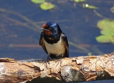 In de vogelkijkhut bij de vloeivelden van de voormalige aardappelmeelfabriek kun je zowel binnen de boerenzwaluwen fotograferen als buiten. Dit exemplaar zat blijkbaar even uit te rusten van de jacht op insekten voor zijn of haar kroost in de kijkhut.