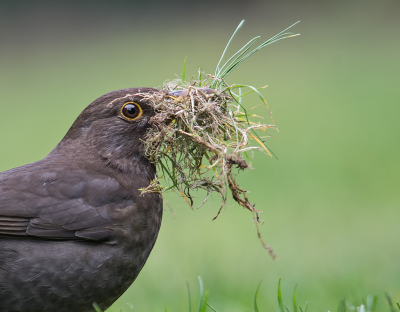 <i class='fa fa-user'></i> Hillebrand Keun |   Merel  <i class='fa fa-eye'> 251</i>  <i class='fa fa-thumbs-up'> 3</i>   <i class='fa fa-comment-o'> 5</i>