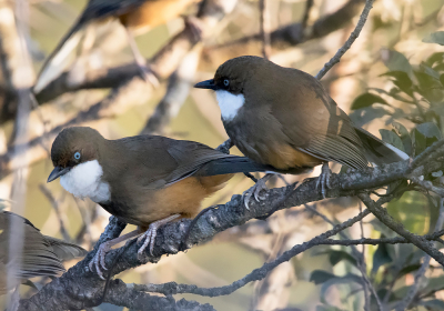 <i class='fa fa-user'></i> Frank van der Wielen |   Witkeellijstergaai  <i class='fa fa-eye'> 278</i>  <i class='fa fa-thumbs-up'> 5</i>   <i class='fa fa-comment-o'> 12</i>