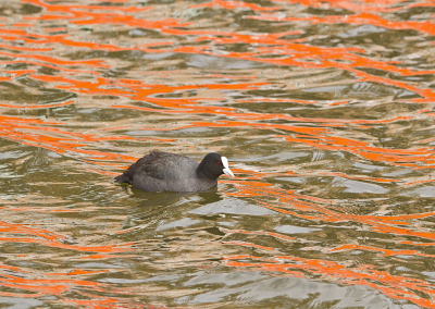 <i class='fa fa-user'></i> Erna Koelman |   Meerkoet  <i class='fa fa-eye'> 184</i>  <i class='fa fa-thumbs-up'> 7</i>   <i class='fa fa-comment-o'> 13</i>