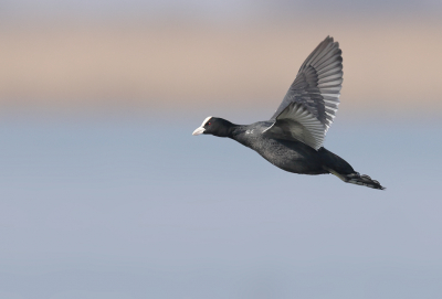 <i class='fa fa-user'></i> Ben Reitsma |   Meerkoet  <i class='fa fa-eye'> 218</i>  <i class='fa fa-thumbs-up'> 5</i>   <i class='fa fa-comment-o'> 4</i>