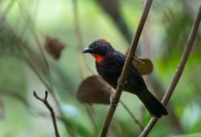 <i class='fa fa-user'></i> charlysax |   Grijsrugmiertangare  <i class='fa fa-eye'> 148</i>   <i class='fa fa-comment-o'> 4</i>