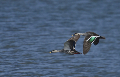 <i class='fa fa-user'></i> Gerard Visser |   Indische Vlekbekeend  <i class='fa fa-eye'> 265</i>  <i class='fa fa-thumbs-up'> 2</i>   <i class='fa fa-comment-o'> 8</i>