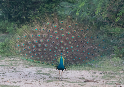 <i class='fa fa-user'></i> Frank van der Wielen |   Blauwe Pauw  <i class='fa fa-eye'> 282</i>  <i class='fa fa-thumbs-up'> 1</i>   <i class='fa fa-comment-o'> 5</i>