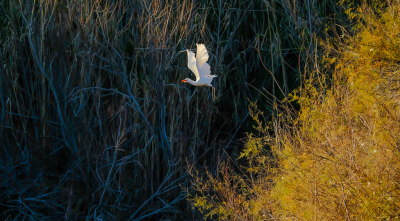 In het late licht zoeken de reigers een slaapplaats, om onverklaarbare reden betekend dat heel wat heen en weer gevlieg.