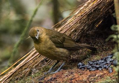 <i class='fa fa-user'></i> Arie G |   Bruine Tuiniervogel  <i class='fa fa-eye'> 296</i>  <i class='fa fa-thumbs-up'> 1</i>   <i class='fa fa-comment-o'> 3</i>