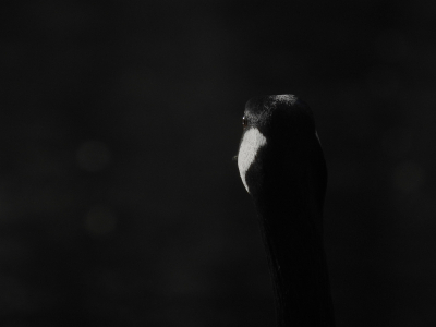 <i class='fa fa-user'></i> sieb |   Grote Canadese Gans  <i class='fa fa-eye'> 344</i>  <i class='fa fa-thumbs-up'> 12</i>   <i class='fa fa-comment-o'> 13</i>