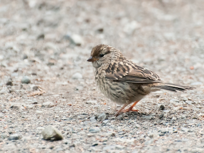 <i class='fa fa-user'></i> Wijnand van Buuren |   Brewers Gors  <i class='fa fa-eye'> 180</i>   <i class='fa fa-comment-o'> 6</i>