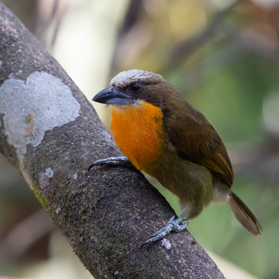 <i class='fa fa-user'></i> charlysax |   Roodkruinbaardvogel  <i class='fa fa-eye'> 157</i>  <i class='fa fa-thumbs-up'> 3</i>   <i class='fa fa-comment-o'> 10</i>