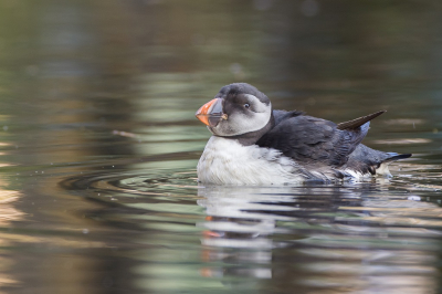 <i class='fa fa-user'></i> W. Schot |   Papegaaiduiker  <i class='fa fa-eye'> 341</i>  <i class='fa fa-thumbs-up'> 3</i>   <i class='fa fa-comment-o'> 4</i>